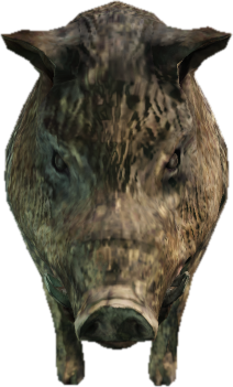 a_c_boar