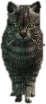 a_c_cat_01