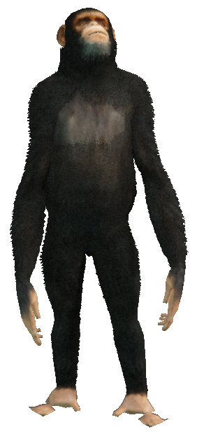 a_c_chimp