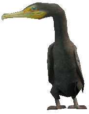 a_c_cormorant