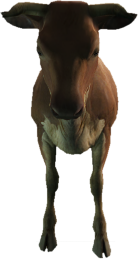 a_c_cow