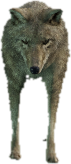 a_c_coyote