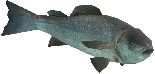a_c_fish