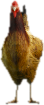 a_c_hen