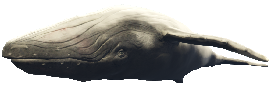 a_c_humpback