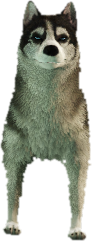 a_c_husky