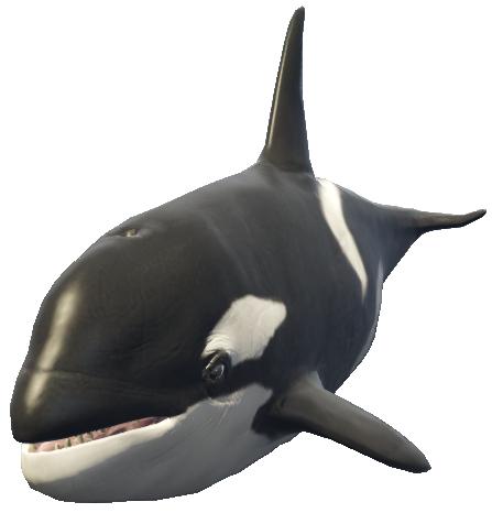 a_c_killerwhale