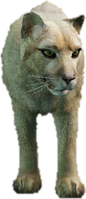 a_c_mtlion