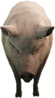 a_c_pig