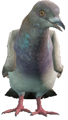 a_c_pigeon