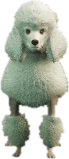 a_c_poodle