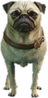 a_c_pug