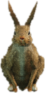 a_c_rabbit_01