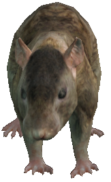 a_c_rat