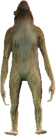 a_c_rhesus
