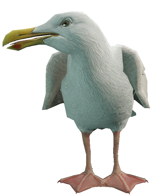 a_c_seagull