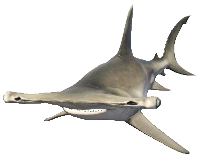 a_c_sharkhammer