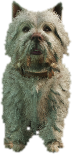 a_c_westy